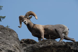 Don't be surprised to meet one of these guys on a hike in Glacier National Park / Big Horn Sheep, Glacier N.P., Montana - (c) 2006 Ted Grellner Travelers in sheep's clothing / Big Horn Sheep, Glacier N.P., Montana - (c) 2006 Ted Grellner