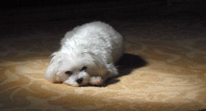 Travel Arrangements often involve your pet / Enjoying the Sun - (c) 2007 Ted Grellner